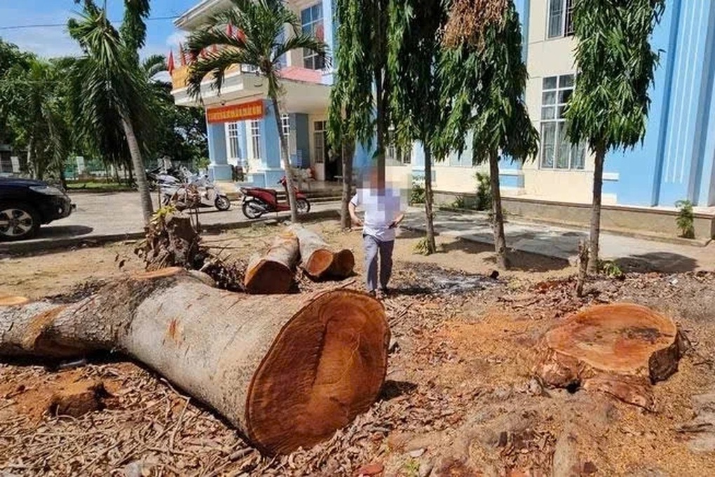 Vụ cây xanh trong trụ sở phường bị chặt bán: Nếu vi phạm sẽ chuyển công an - 1 Vụ cây xanh trong trụ sở phường bị chặt bán: Nếu vi phạm sẽ chuyển công an - 1