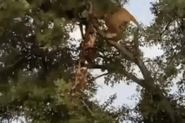 Bụng đói, sư tử leo cây giành đồ ăn của báo và cái kết