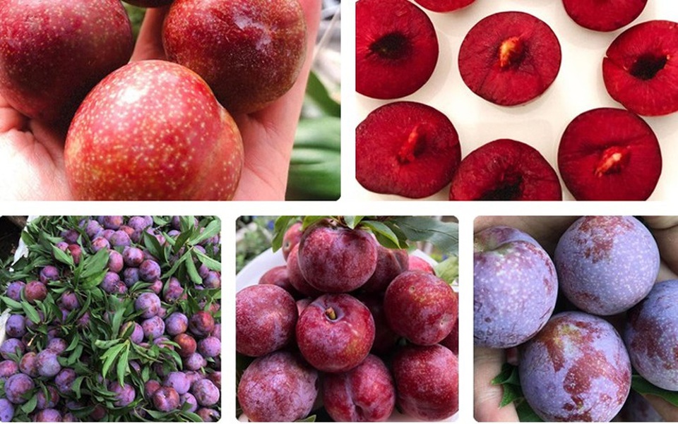 Mận đồi Pu Nhi ngọt như cherry, giá đắt ngang nho Mỹ vẫn “cháy” hàng - 1 Mận đồi Pu Nhi ngọt như cherry, giá đắt ngang nho Mỹ vẫn “cháy” hàng - 1