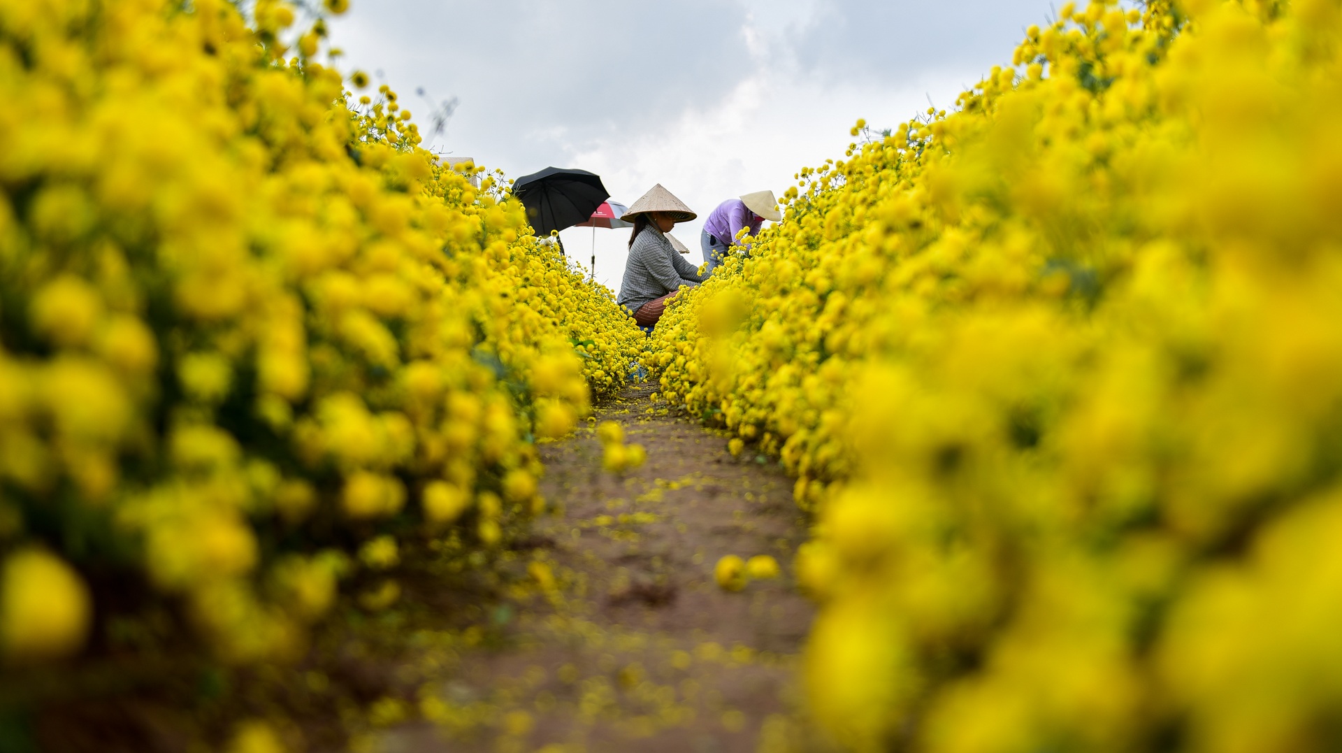 Ngắm cánh đồng cúc tiến vua vàng ruộm mộng mơ tại Nghĩa Trai, Hưng Yên - 5 Ngắm cánh đồng cúc tiến vua vàng ruộm mộng mơ tại Nghĩa Trai, Hưng Yên - 5