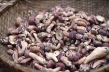 Đặc sản nấm tràm có màu lạ mắt, vị đắng nhẹ vẫn "hút" khách sành ăn