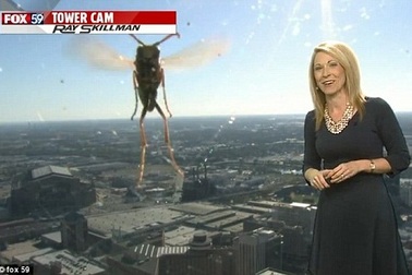 MC bất ngờ “tháo chạy” khỏi khuôn hình vì bị ong tấn công