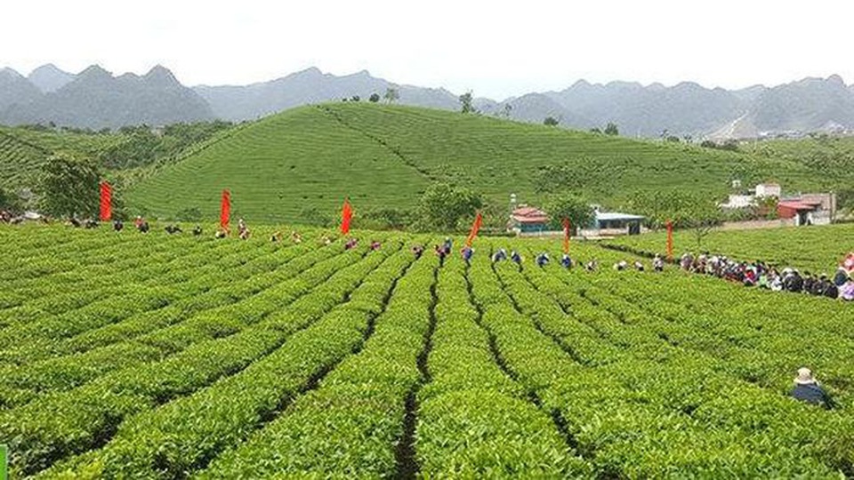 Nhiều đơn vị thuộc Tổng công ty Chè quên nộp tiền thuế và thuê đất từ năm 2005-2017 - 1 Nhiều đơn vị thuộc Tổng công ty Chè quên nộp tiền thuế và thuê đất từ năm 2005-2017 - 1