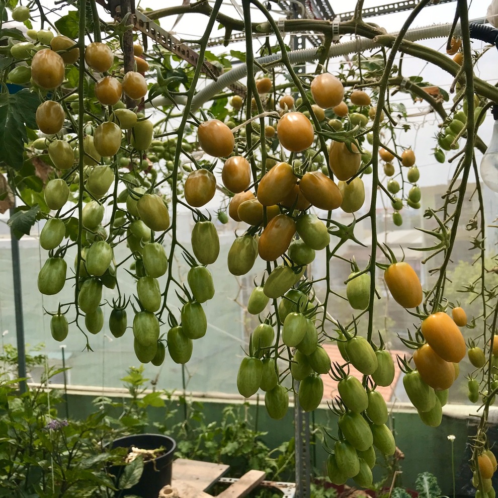 Kinh nghiệm trồng cà chua sai trĩu trên sân thượng của nữ gia chủ Đà Nẵng - 2 Kinh nghiệm trồng cà chua sai trĩu trên sân thượng của nữ gia chủ Đà Nẵng - 2
