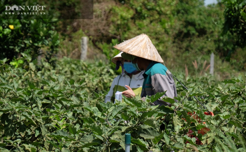 Vườn chanh Thái trồng chỉ để bán lá thu tiền tỷ của anh nông dân ở Đồng Nai - 9 Vườn chanh Thái trồng chỉ để bán lá thu tiền tỷ của anh nông dân ở Đồng Nai - 9