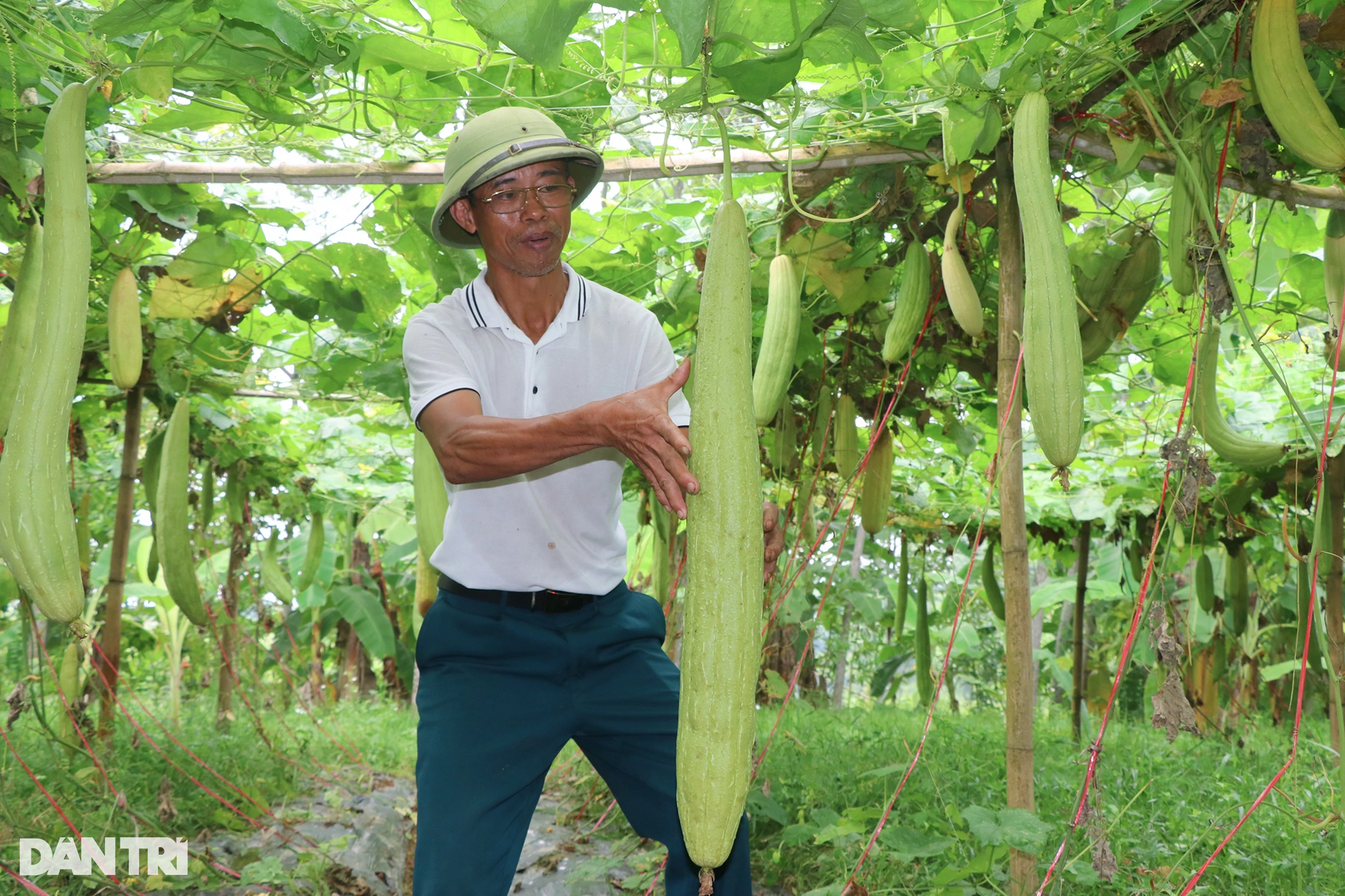 Trồng mướp, treo quả thật già, nông dân được đặt mua cả vườn - 4