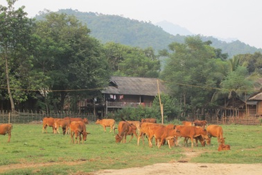 Nghệ An: Triển khai thí điểm bảo hiểm nông nghiệp