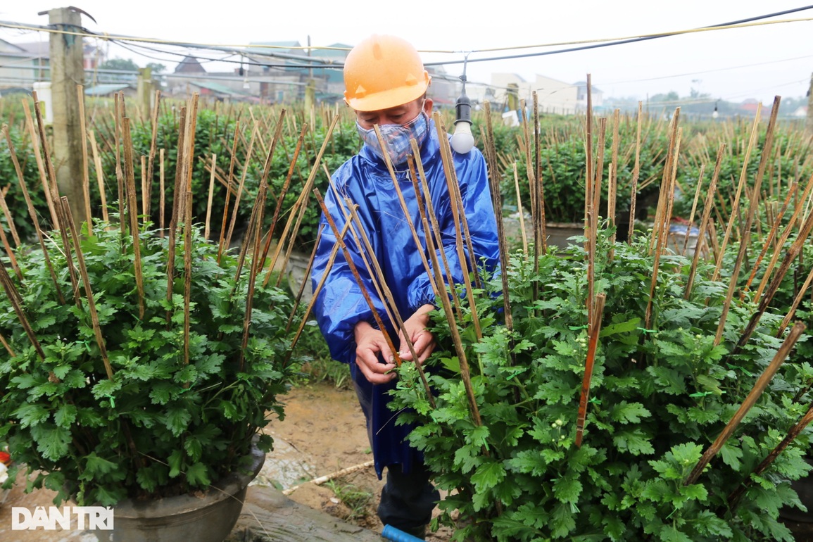 Gần Tết, người trồng hoa thấp thỏm về vụ thu hoạch lớn nhất trong năm - 5 Gần Tết, người trồng hoa thấp thỏm về vụ thu hoạch lớn nhất trong năm - 5