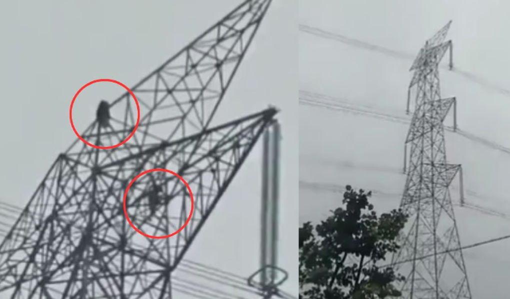 Cô gái trèo lên cột điện la hét, nhào lộn khiến 800 hộ mất điện - 2 Cô gái trèo lên cột điện la hét, nhào lộn khiến 800 hộ mất điện - 2