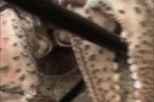 Cua khổng lồ dài 1 mét tấn công khách du lịch ở Australia