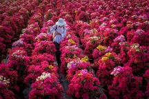 Hình ảnh rực rỡ ở làng hoa nổi tiếng miền Tây ngày cận Tết