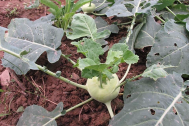 Su hào - "thần dược" mùa đông, ăn vào lợi đủ đường