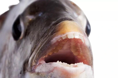 Sự thật về loài cá có răng như người