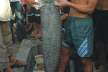 TPHCM: Phát hiện xác một con cá lạ dài 1,4m