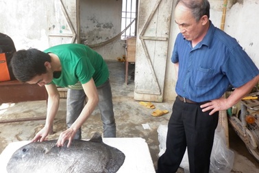 Tặng cá Mặt trăng cho Bảo tàng Thiên nhiên Việt Nam 