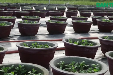 Người trồng hoa Hội An chia sẻ về ảnh hưởng của dịch Covid-19