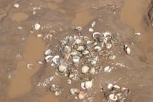 Hai mẹ con bị sét đánh tử vong khi đi bắt nghêu