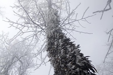 Hình ảnh băng tuyết phủ trắng vùng cao Lào Cai