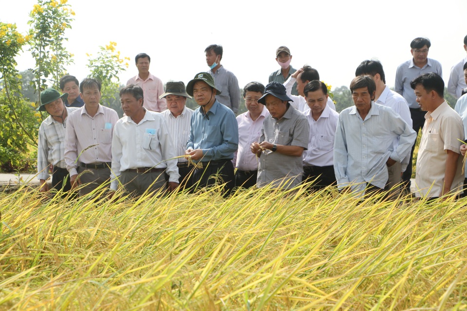 Đề xuất giải thưởng Hồ Chí Minh cho công trình tạo giống lúa thơm Sóc Trăng - 1 Đề xuất giải thưởng Hồ Chí Minh cho công trình tạo giống lúa thơm Sóc Trăng - 1