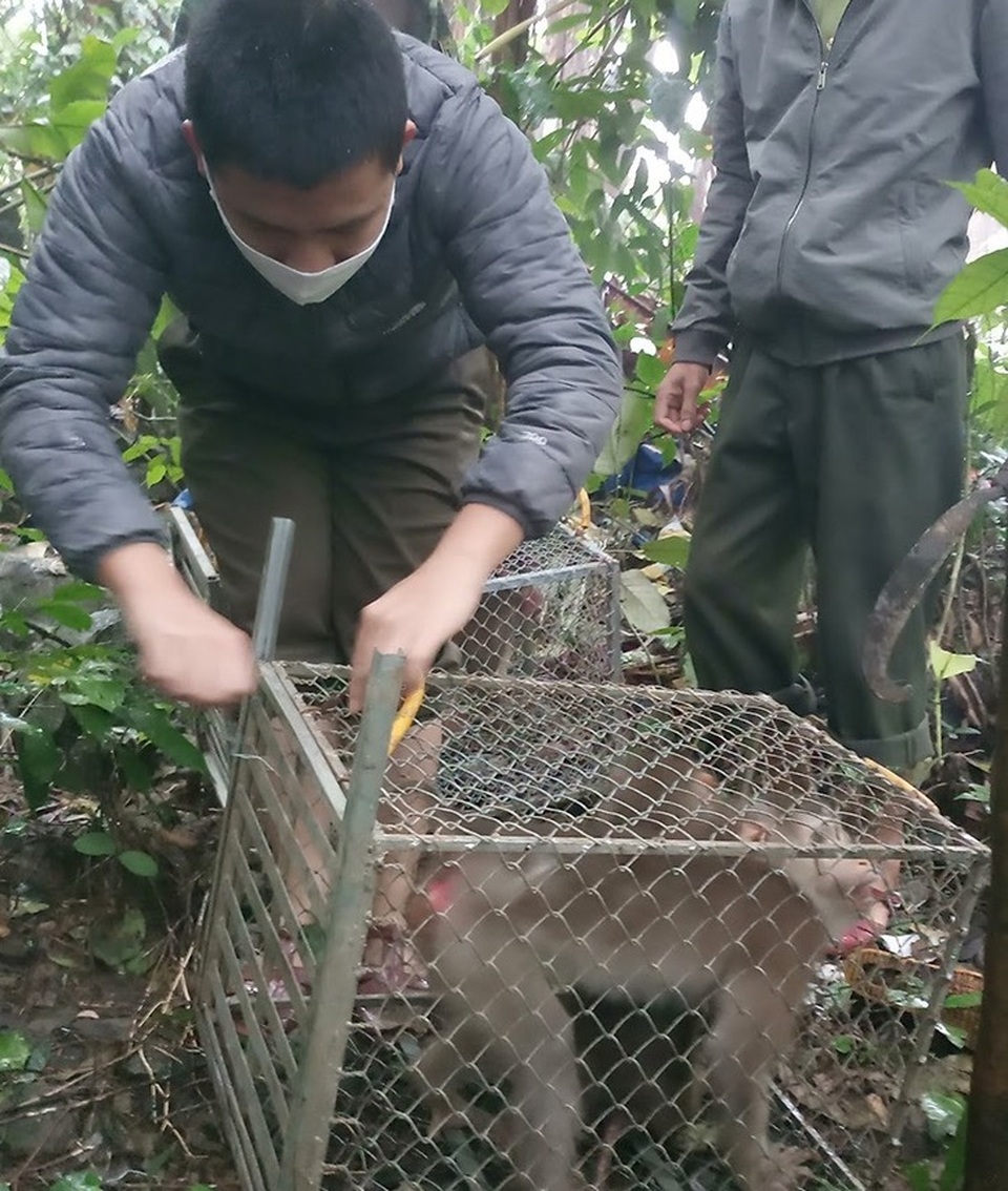 Thả 28 cá thể động vật hoang dã về môi trường tự nhiên - 1 Thả 28 cá thể động vật hoang dã về môi trường tự nhiên - 1
