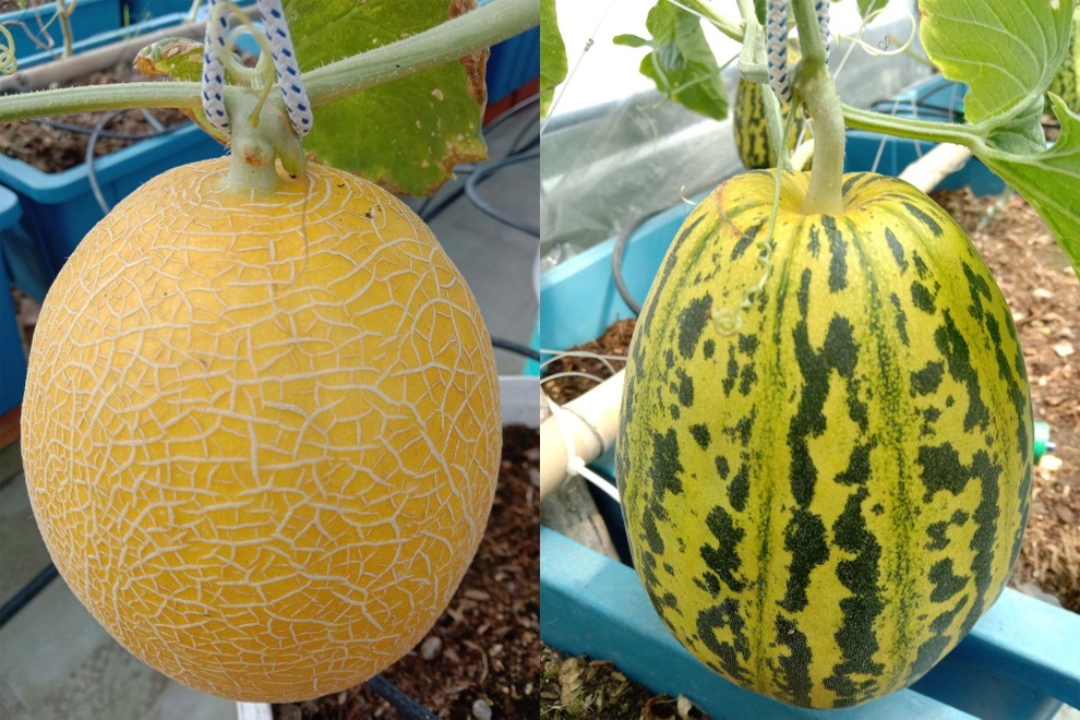 Ông bố mát tay làm vườn dưa lưới, thu hoạch 150kg/vụ ở Sài Gòn - 4