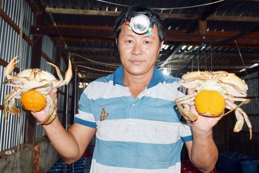 Nghề “vỗ béo” cua mẹ ở Cà Mau, thu hàng chục triệu đồng mỗi tháng