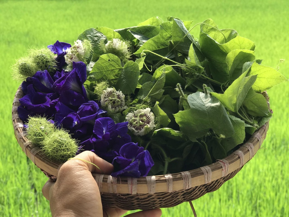Gia đình Hà Nội về quê làm 5.000m2 ruộng vườn: Những “nỗi khổ” chưa kể - 6 Gia đình Hà Nội về quê làm 5.000m2 ruộng vườn: Những “nỗi khổ” chưa kể - 6