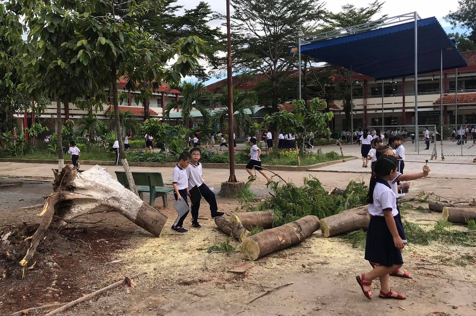 Lại một cây phượng cao hơn chục mét bật gốc trong trường tiểu học - 1 Lại một cây phượng cao hơn chục mét bật gốc trong trường tiểu học - 1