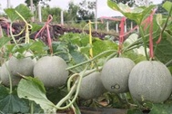 Lão nông U60 tự tin đầu tư trăm triệu trồng dưa ngoại