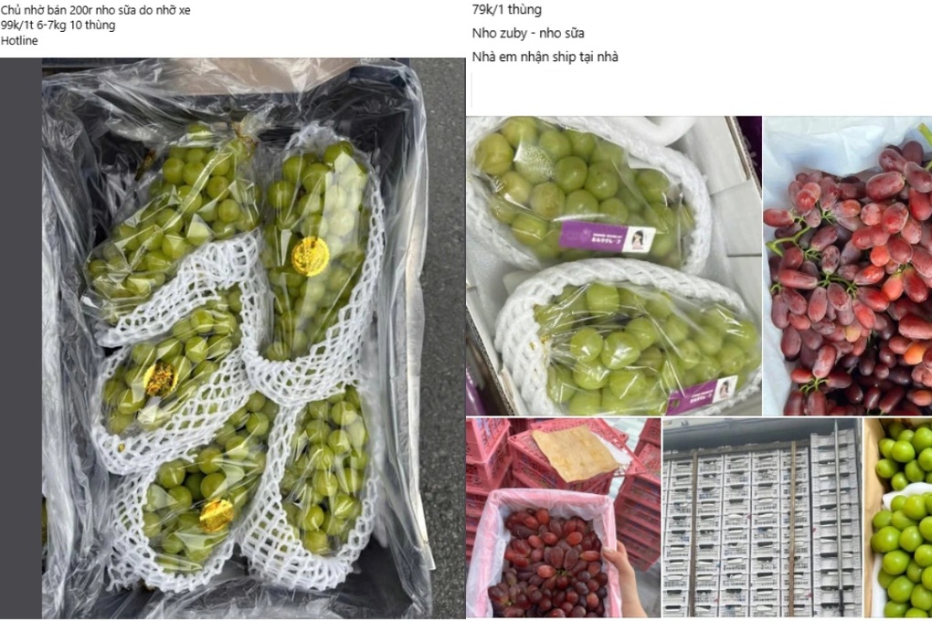 Nho sữa Trung Quốc rớt giá còn hơn 10.000 đồng/kg - 1 Nho sữa Trung Quốc rớt giá còn hơn 10.000 đồng/kg - 1
