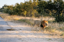 Linh cẩu non đang nằm cùng mẹ bị sư tử lao đến đoạt mạng