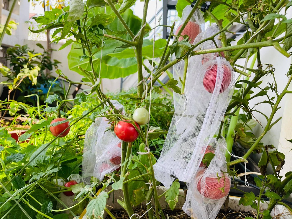 Vợ chồng tại TPHCM biến nóc nhà thành siêu thị nông sản ngập rau trái - 12