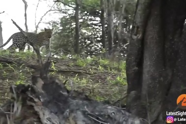 Xem lửng mật ong “hạ gục” báo đốm để giải cứu con