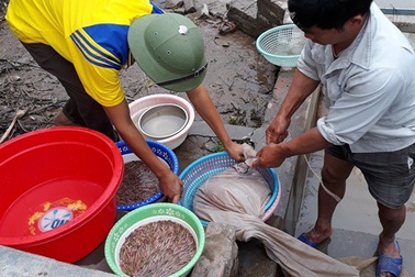 Thu 500 triệu/năm từ nghề nuôi rươi