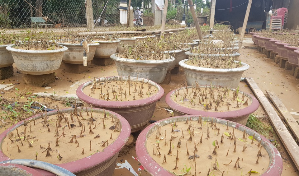 Quảng Trị: Người trồng hoa trắng tay sau mưa lũ! - 2 Quảng Trị: Người trồng hoa trắng tay sau mưa lũ! - 2