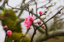 Lời chúc Tết Nguyên đán 2025 dành cho khách hàng, đối tác