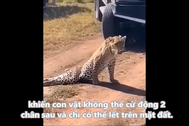 Tình cảnh bi thảm của báo hoa mai sau cuộc đụng độ với sư tử