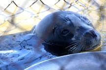 Lúng túng tìm cách “định đoạt” số phận chú hải cẩu