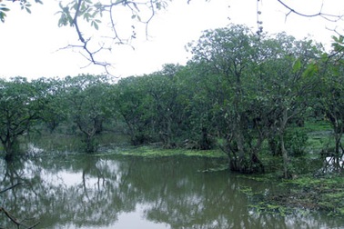 Rừng lộc vừng 400 năm tuổi độc nhất vô nhị 