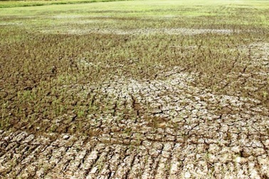 Long An: Báo động tình trạng lúa bị nước mặn xâm nhập