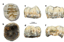 Từ chiếc răng cổ của bé gái bí ẩn tìm ra bằng chứng mới về loài người?