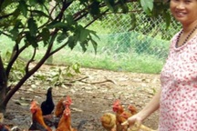 “Thủ phủ gà ta” quây vườn, dựng trại chờ tết