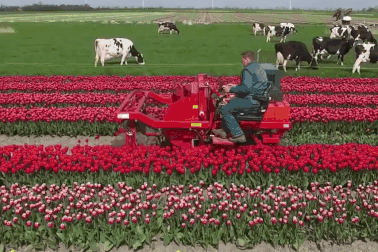 Bí quyết nào giúp người Hà Lan tạo ra những cách đồng tuy líp khổng lồ!