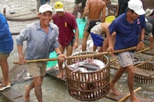 Cá tra tăng giá, nông dân vẫn lận đận!