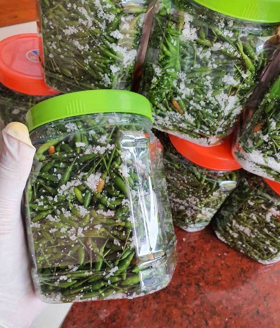 Loại ớt gió thơm mùi thảo mộc, 1 triệu đồng/kg vẫn đắt khách - 3 Loại ớt gió thơm mùi thảo mộc, 1 triệu đồng/kg vẫn đắt khách - 3