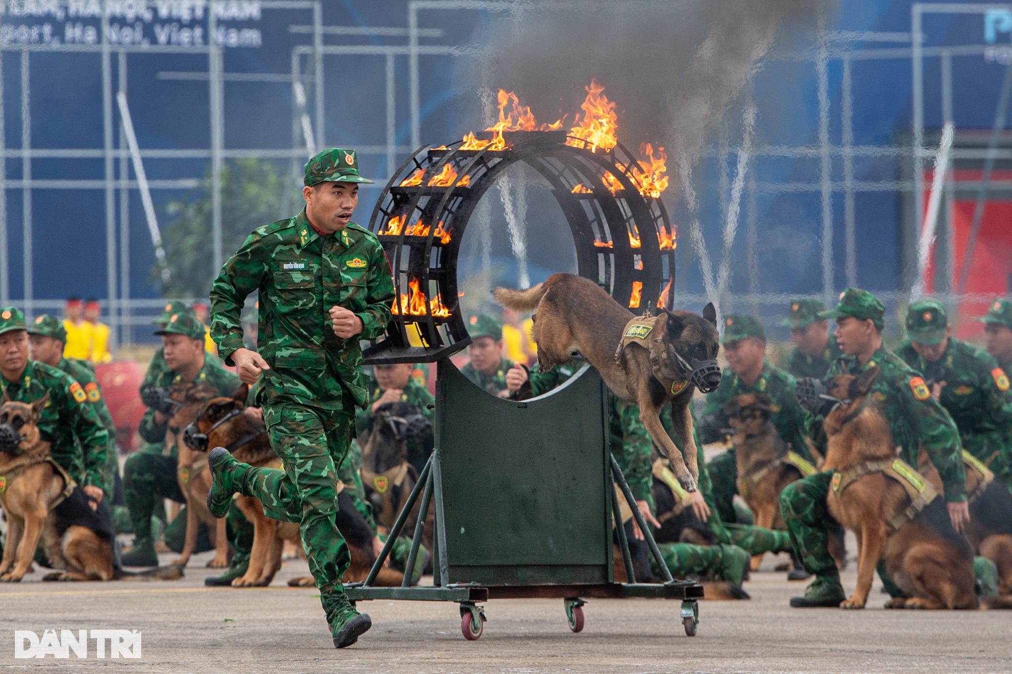 Quân khuyển trình diễn vượt vòng lửa, bắt tội phạm ở Triển lãm Quốc phòng - 6 Quân khuyển trình diễn vượt vòng lửa, bắt tội phạm ở Triển lãm Quốc phòng - 6