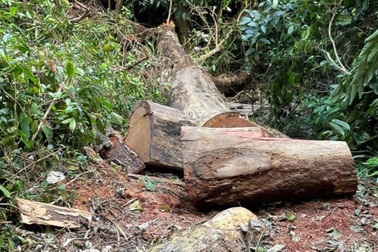 Khởi tố vụ án loạt cây gỗ hương quý bị cắt hạ trong Vườn quốc gia