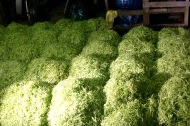 Bắt quả tang cơ sở rau muống bào ngâm hóa chất