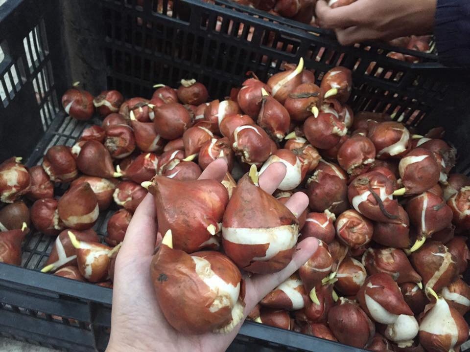 Trồng hoa tulip bán dịp Tết mang lại lợi nhuận kinh tế cao - 3 Trồng hoa tulip bán dịp Tết mang lại lợi nhuận kinh tế cao - 3