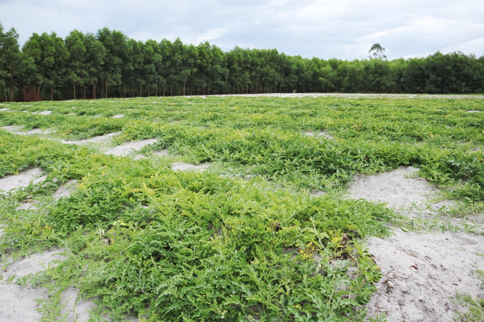 Dưa non tăng giá gấp 3, nông dân “vét” sạch ruộng cũng không đủ bán - 1 Dưa non tăng giá gấp 3, nông dân “vét” sạch ruộng cũng không đủ bán - 1